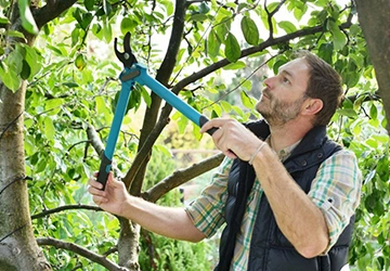 Tree Trimming Services​