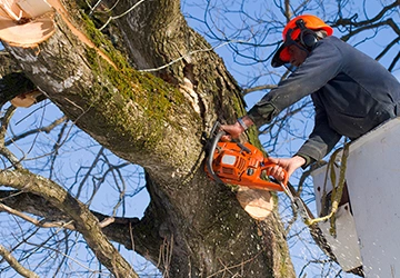 Tree Trimming Services​
